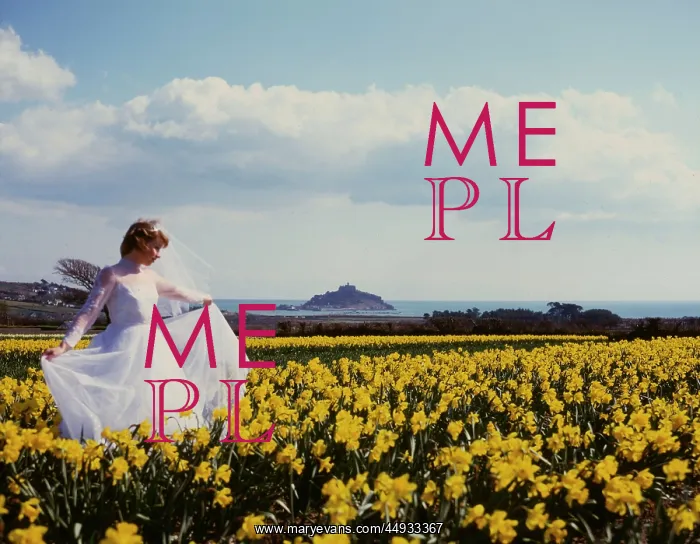 : Bride in daffodil field, St Michael's Mount, Cornwall : Bride in daffodil field, St Michael's Mount, Cornwall