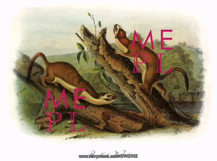  : Bridled Weasels