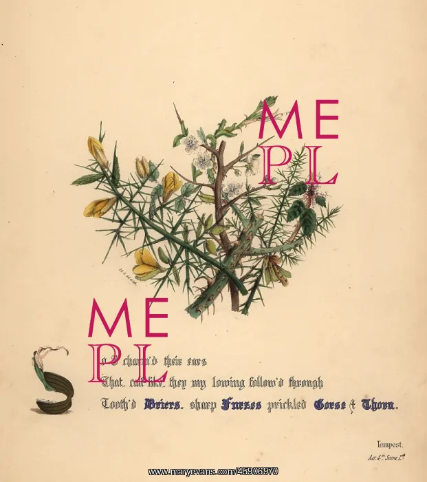 : Briers, Furzes, Gorse and Thorn : Briers, Furzes, Gorse and Thorn