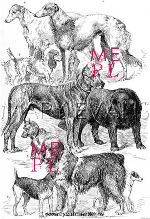 : The Brighton Dog Show 1890 : The Brighton Dog Show 1890