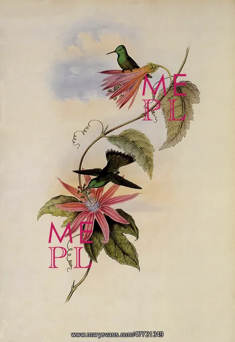 : Brilliant-Fronted Emerald, Thaumatias Nitidifrons : Brilliant-Fronted Emerald, Thaumatias Nitidifrons