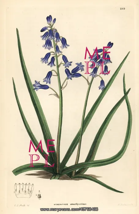 : Brimeura amethystina : Brimeura amethystina