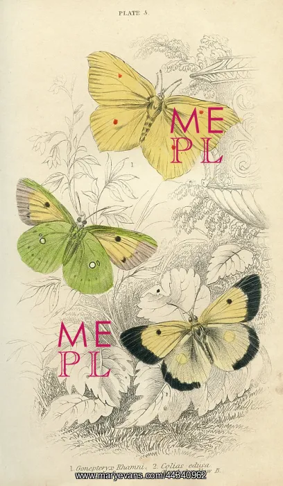 : Brimstone Butterflies