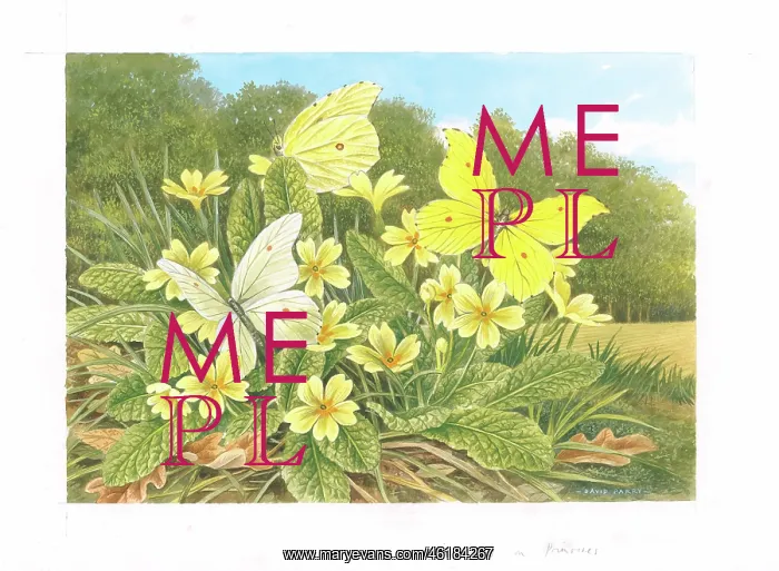 : Brimstone butterflies on Primroses : Brimstone butterflies on Primroses