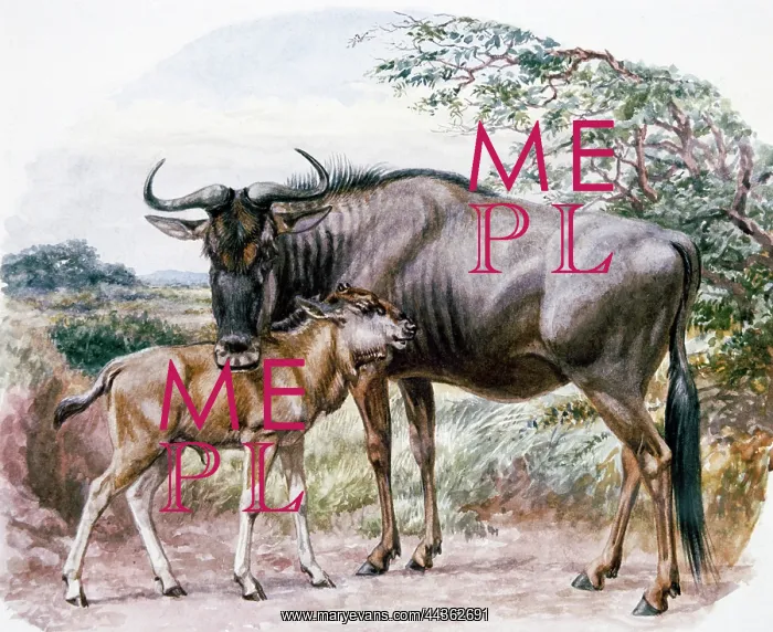 : Brindled Gnu, 1900 : Brindled Gnu, 1900