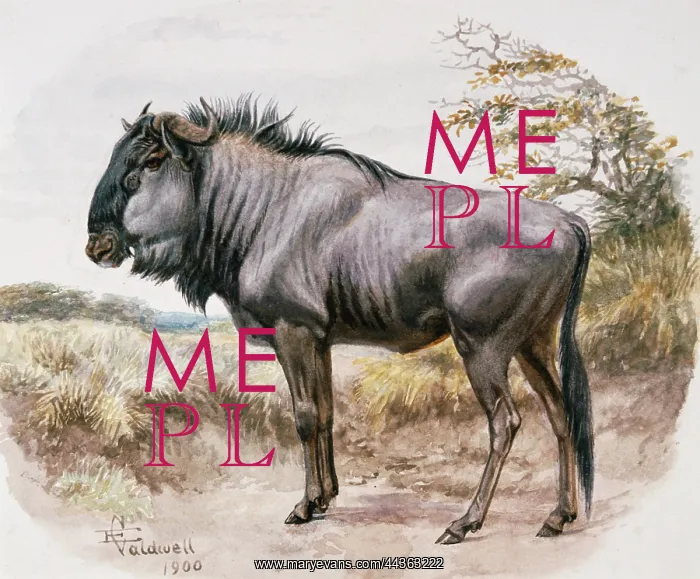 : Brindled Gnu, 1900 : Brindled Gnu, 1900