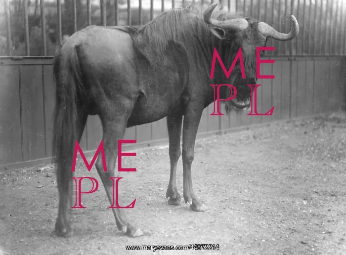  : BRINDLED GNU