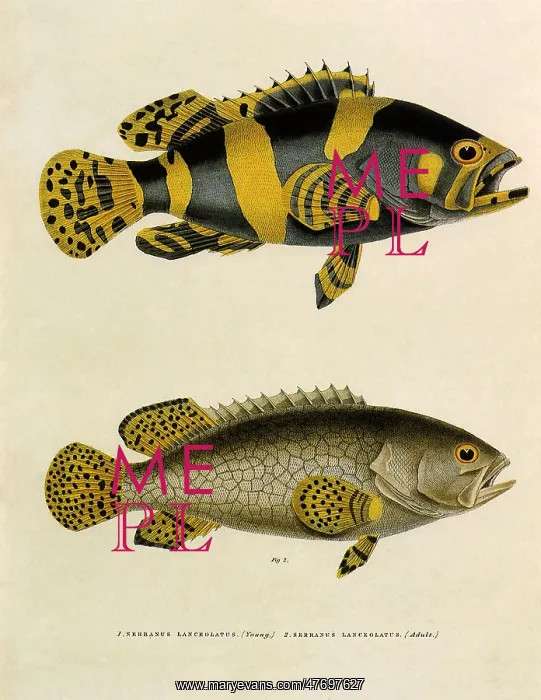  : Brindled Grouper