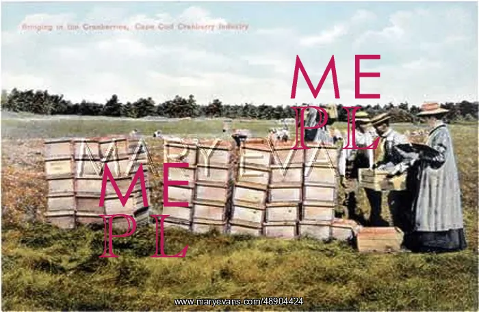 : BRINGING IN CRANBERRIES : BRINGING IN CRANBERRIES