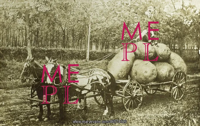 : Bringing home some jumbo spuds : Bringing home some jumbo spuds