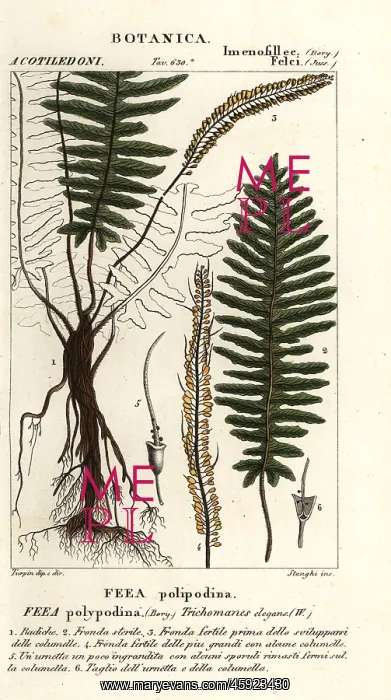 : Bristle fern, Trichomanes elegans : Bristle fern, Trichomanes elegans