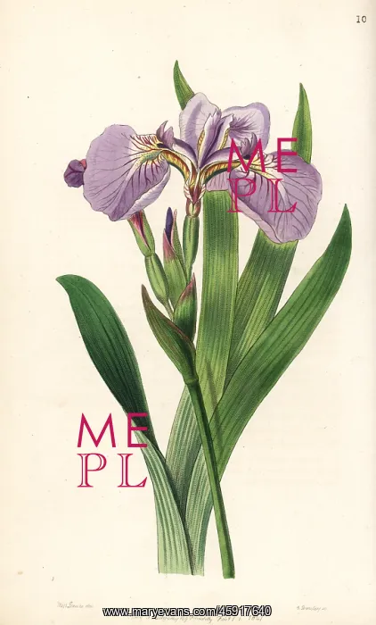 : Bristle-tipped iris or beachhead iris, Iris setosa : Bristle-tipped iris or beachhead iris, Iris setosa