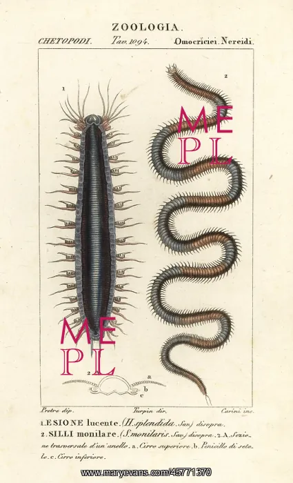  : Bristle worms or polychaetes