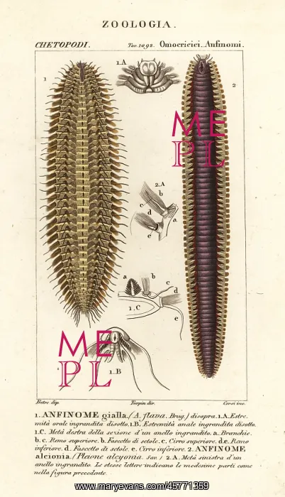 : Bristle worms or sea mice : Bristle worms or sea mice