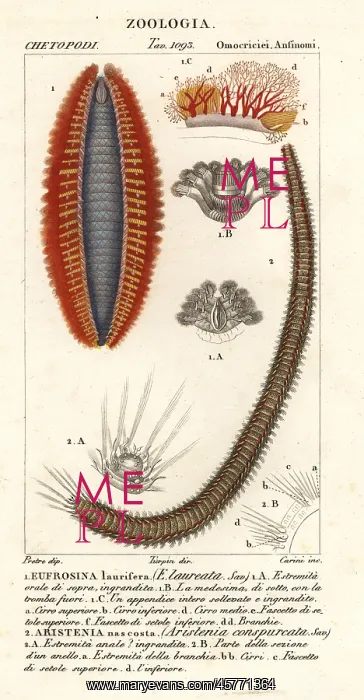: Bristle worms or sea mice : Bristle worms or sea mice