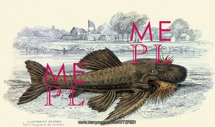  : Bristlenose Catfish, Acanthicus histriX