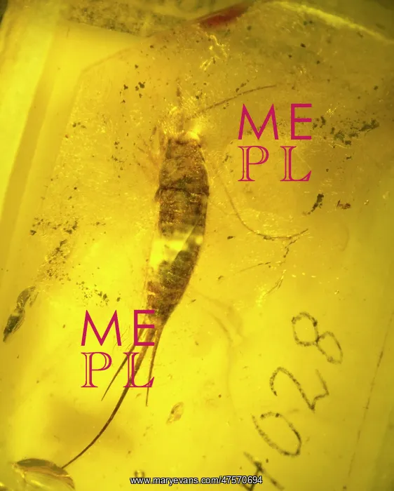 : Bristletail in amber : Bristletail in amber