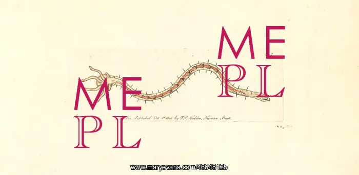 : Bristleworm, Dero digitata : Bristleworm, Dero digitata