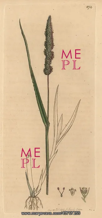  : Bristly foxtail grass, Setaria verticillata