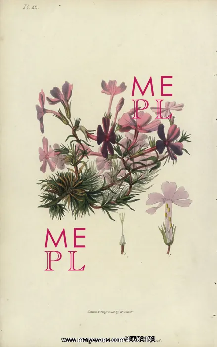 : Bristly lychnidea, Phlox setacea : Bristly lychnidea, Phlox setacea