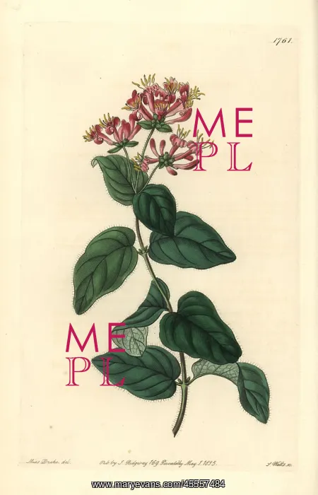 : Bristly or pink honeysuckle, Lonicera hispidula : Bristly or pink honeysuckle, Lonicera hispidula