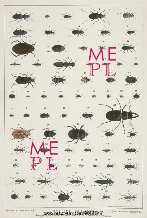 : British Beetles : British Beetles