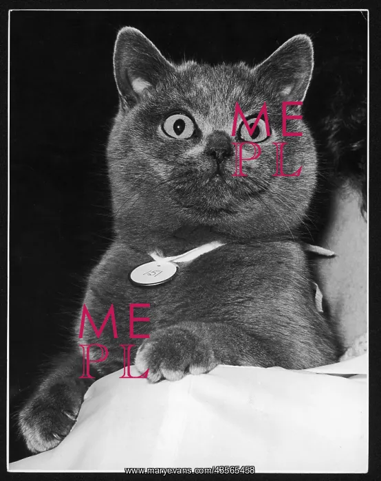 : BRITISH BLUE CAT : BRITISH BLUE CAT