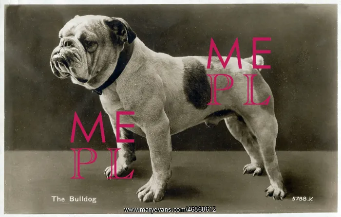  : British Bulldog