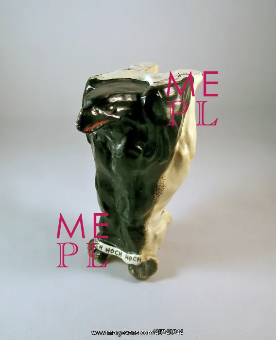 : British bulldog with Bow, Bow, Bow around his neck : British bulldog with Bow, Bow, Bow around his neck