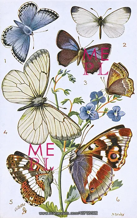 : British Butterflies - Various : British Butterflies - Various