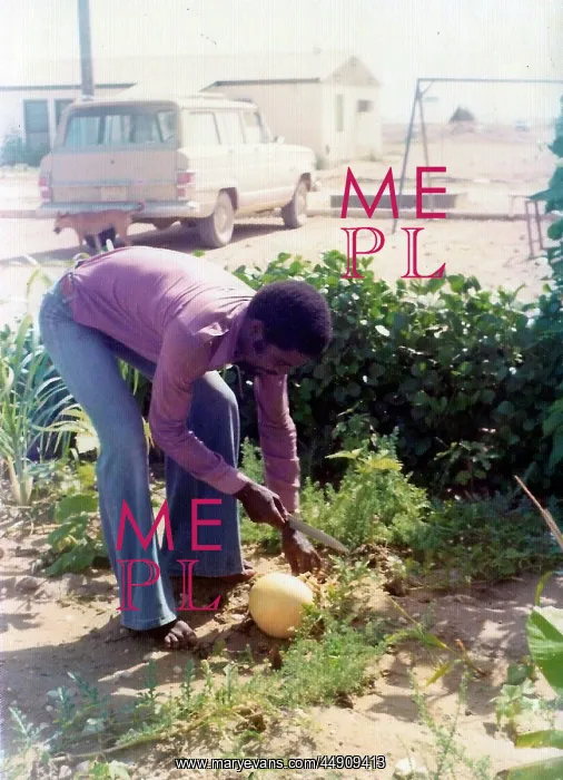 : British Caribbean man cutting fruit in Oman : British Caribbean man cutting fruit in Oman