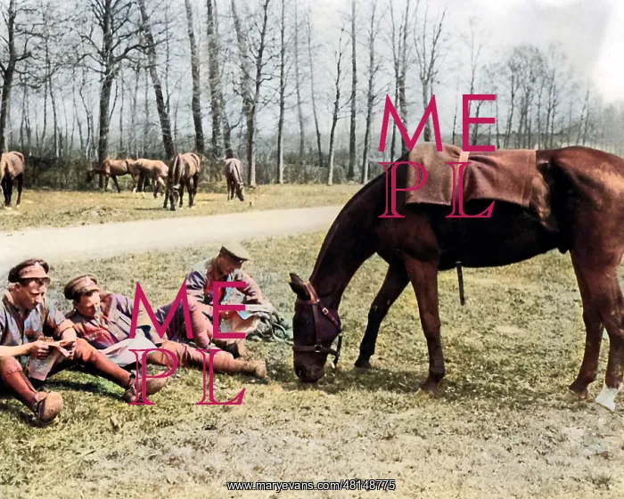 : British cavalrymen with grazing horse, Western Front, WW1 : British cavalrymen with grazing horse, Western Front, WW1
