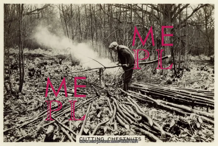 : British Countryside - Cutting Chestnuts : British Countryside - Cutting Chestnuts