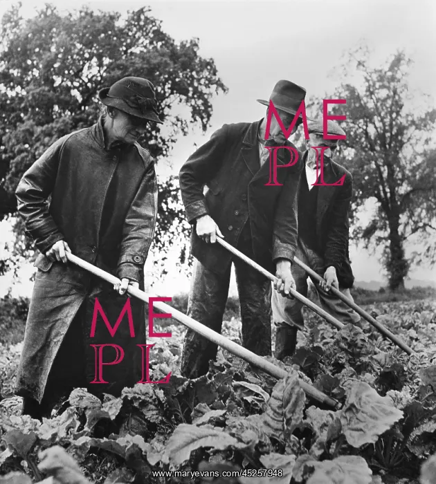 : British elders put in a full day at farm work : British elders put in a full day at farm work