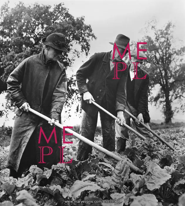 : British elders put in a full day at farm work to : British elders put in a full day at farm work to