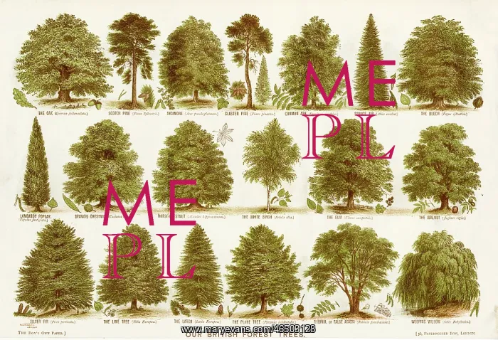  : British forest trees