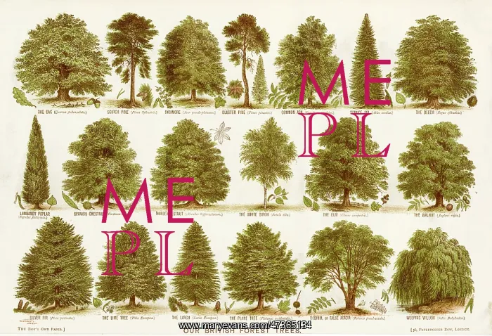  : British forest trees