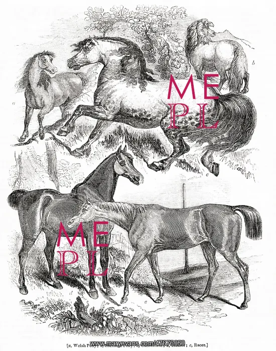 : British horses and ponies : British horses and ponies