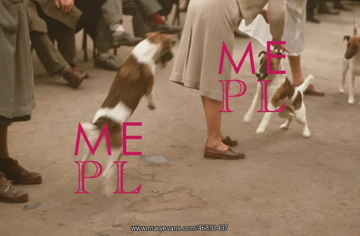 : The British at Leisure series -- scene at dog show : The British at Leisure series -- scene at dog show
