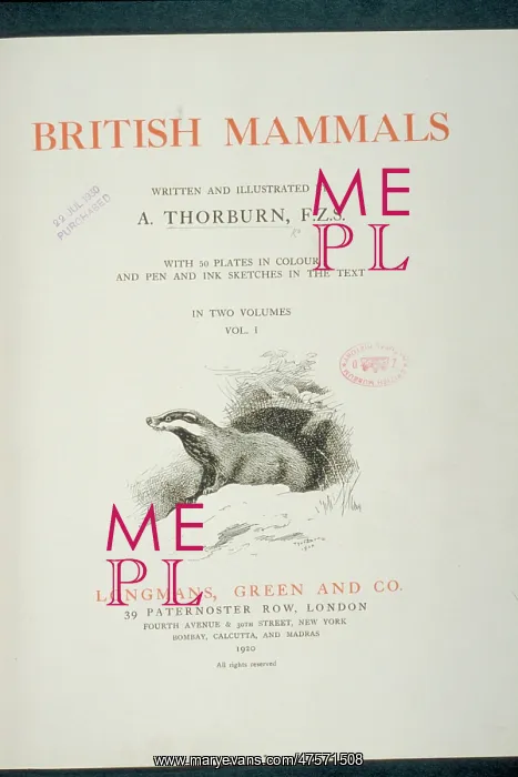 : British Mammals Title Page : British Mammals Title Page