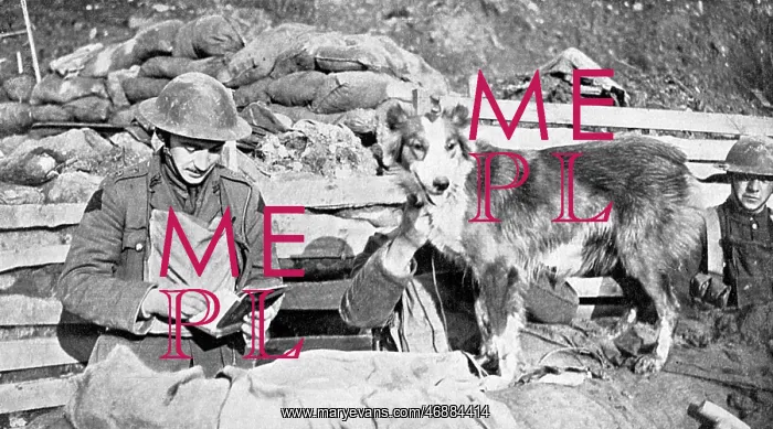 : British messenger dog, WW1 : British messenger dog, WW1