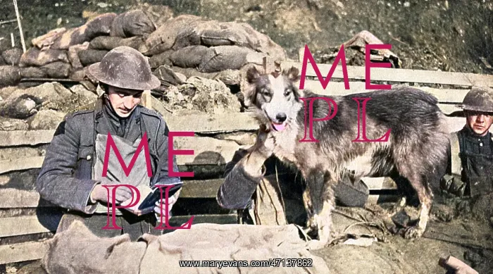: British messenger dog, WW1 : British messenger dog, WW1