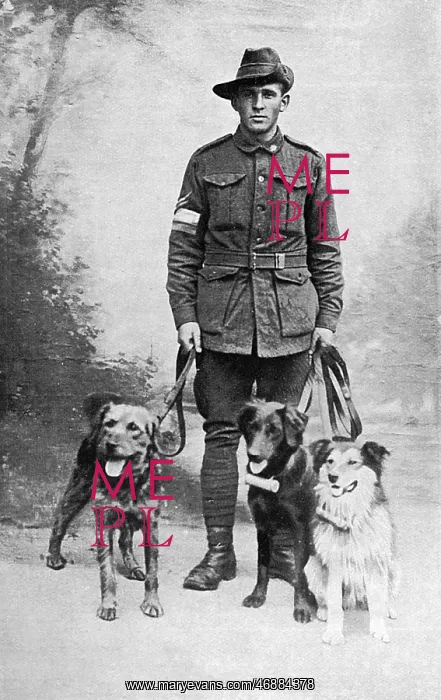 : British messenger dogs, WW1 : British messenger dogs, WW1