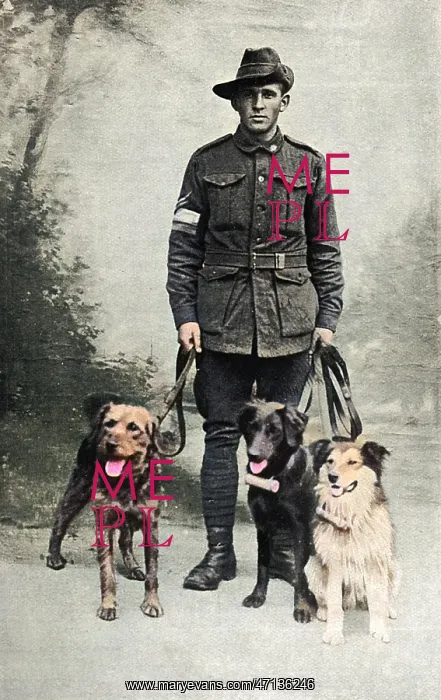 : British messenger dogs, WW1 : British messenger dogs, WW1