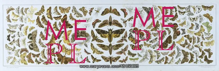 : British Moths : British Moths