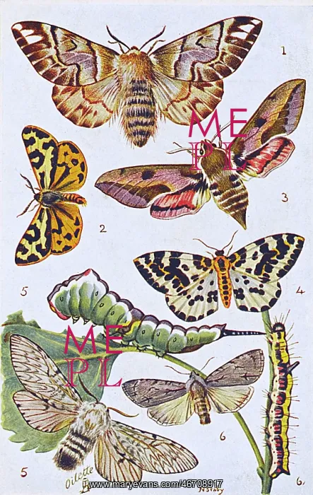 : British Moths and Caterpillars - Various : British Moths and Caterpillars - Various