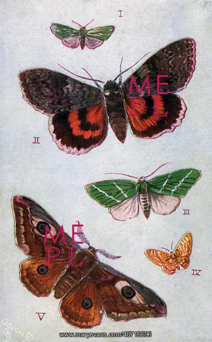 : British Moths - Forester, Red Underwing, Scarce Green : British Moths - Forester, Red Underwing, Scarce Green