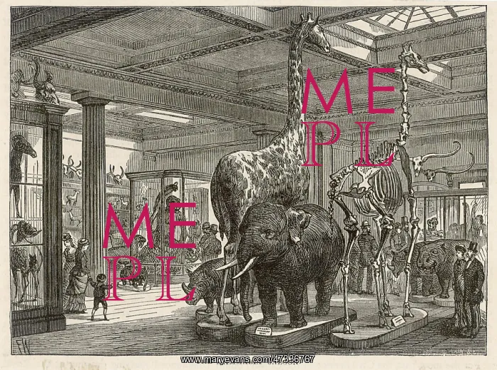 : British Museum - Mammalian Saloon : British Museum - Mammalian Saloon