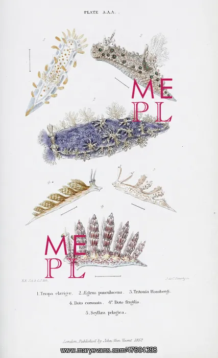 : British Nudibranch Molluscs, Plate AAA : British Nudibranch Molluscs, Plate AAA