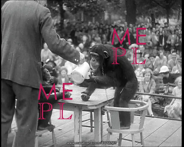 : British People Watching Chimpanzees Having : British People Watching Chimpanzees Having